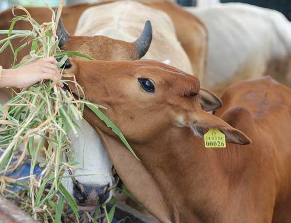 gau-feeding-ammenities-of-wrc