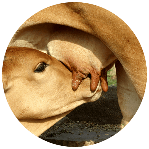 gau-feeding